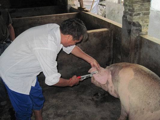 56mhz高频iso14443a协议m1s50芯片猪耳标