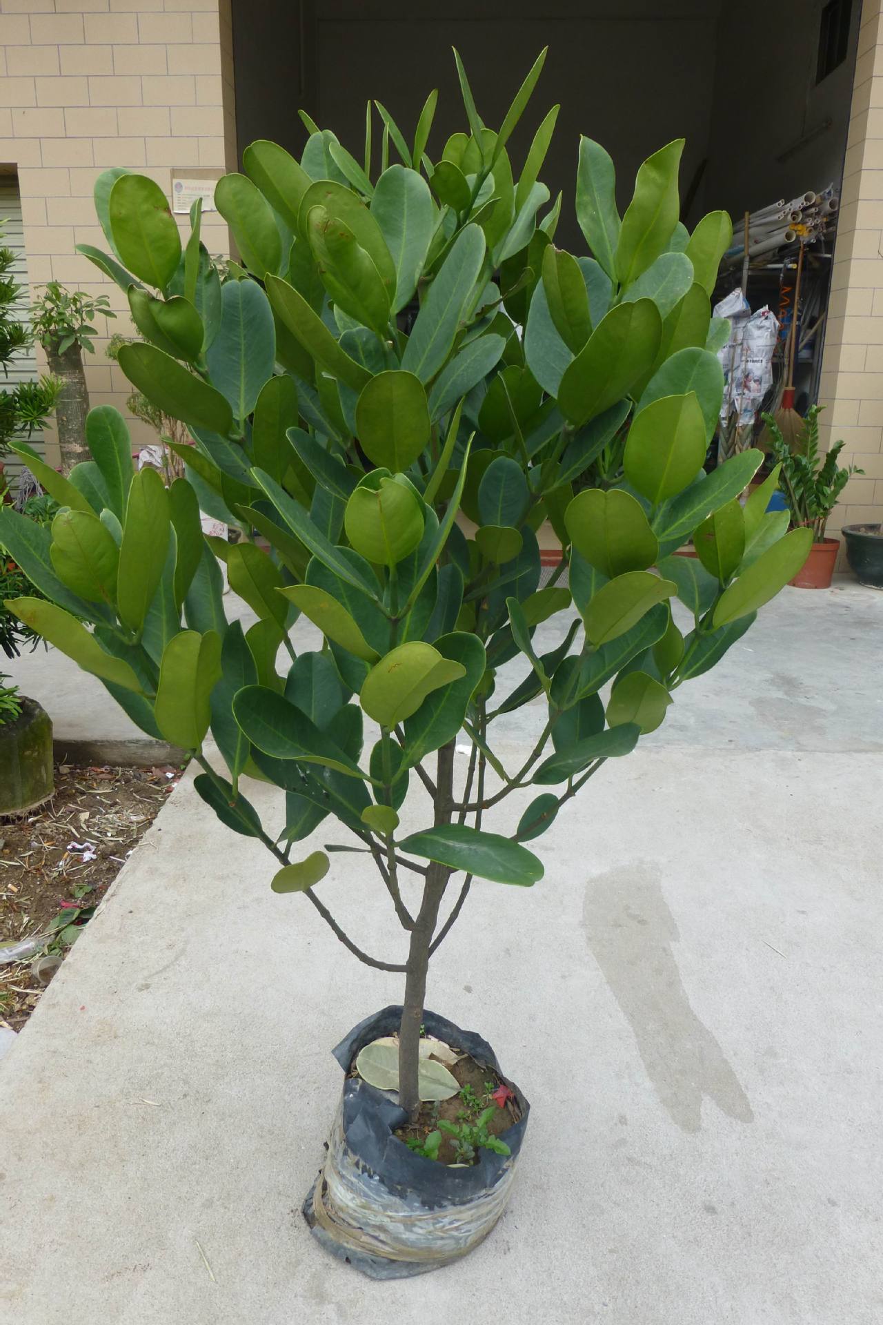 供应高1.5米 台湾福木袋苗树苗