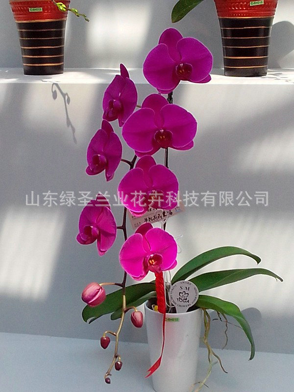 【山东绿圣】厂家热销 红色系蝴蝶兰盆栽植物 四季室内盆栽