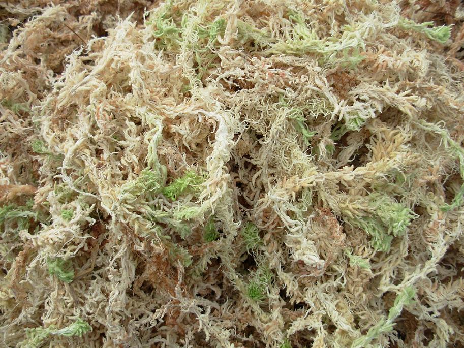 新货特级国产水苔10kg/件格绿园艺栽培基质兰花多肉宠物微景观