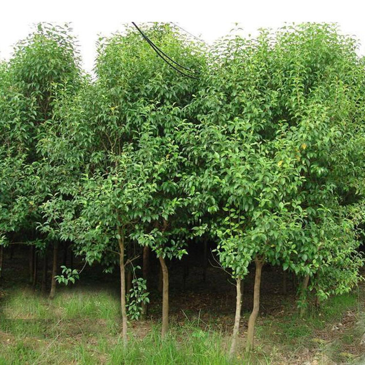 供应各种工程苗木 出售 3公分大叶女贞 零售和批发 量大优惠