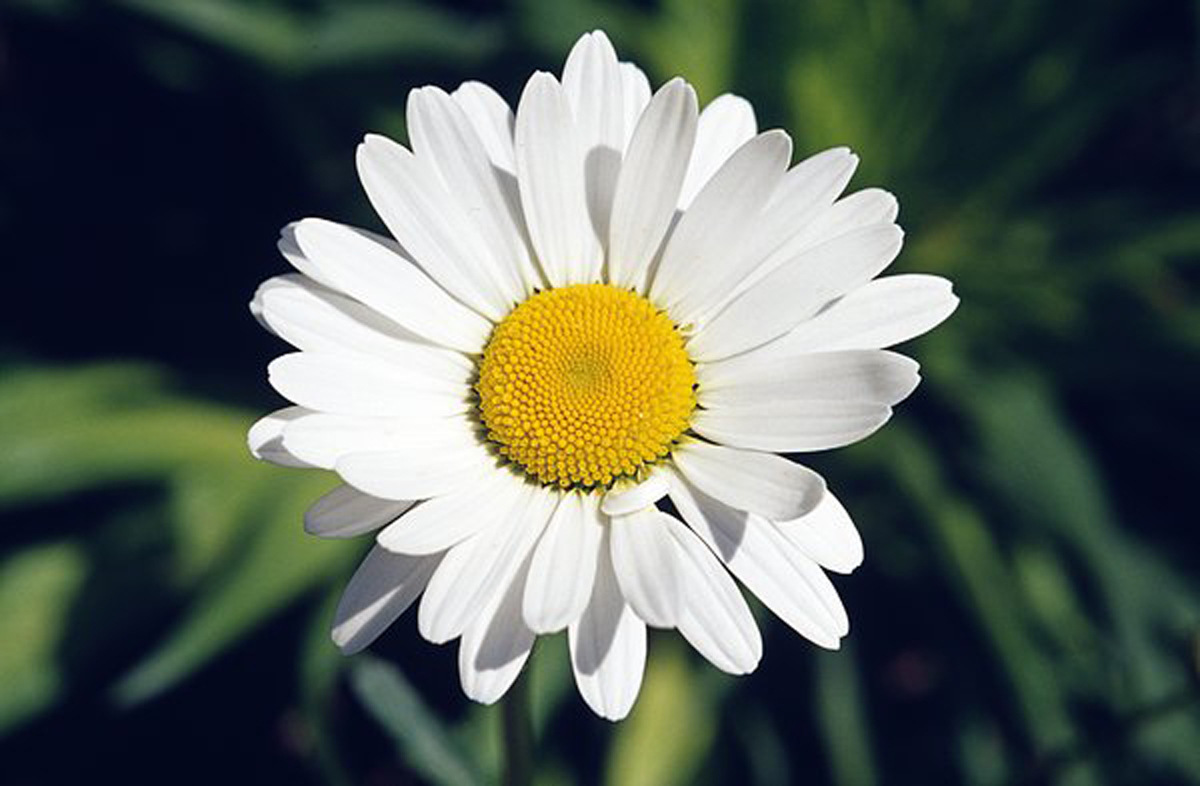 供应罗马洋甘菊纯露花水天然香味