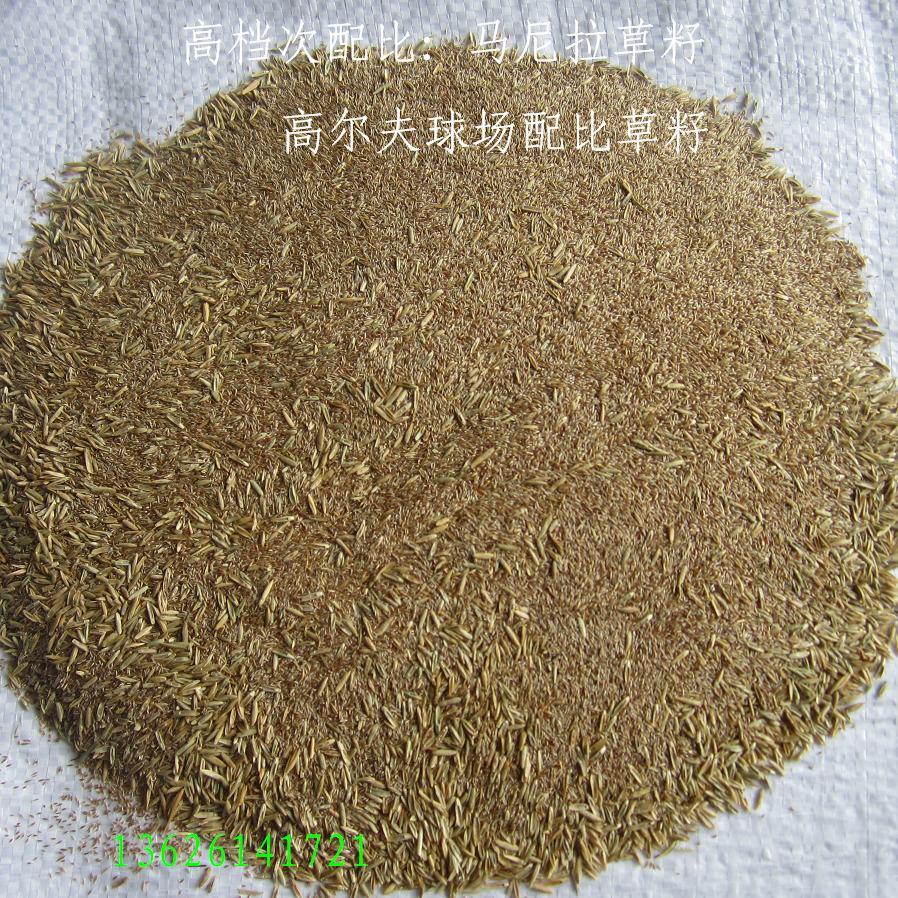 草皮草籽批发: 马尼拉 狗牙根 天堂草 巴根草 铁线草等
