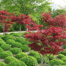 红枫树苗四季中国红日本红枫美国红枫盆栽地栽苗量大优惠