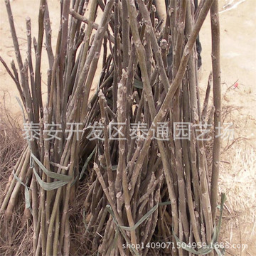 8以上核桃苗价格 占地核桃苗规格全-阿里巴巴