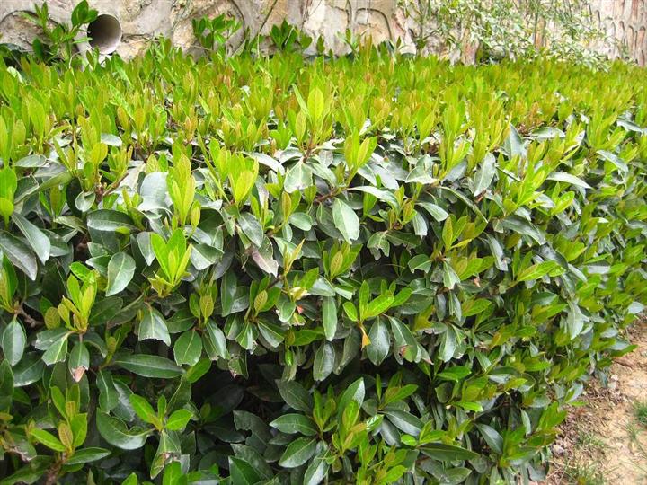 湖南长沙市1米至1.8米高法国冬青,珊瑚兰绿篱批发￥8.