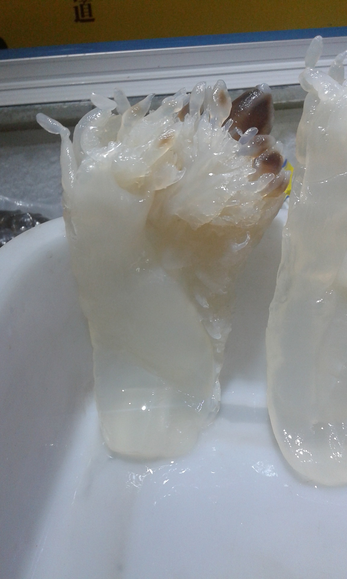 【海珍坊】盐渍海蜇头 广东白花海蜇 越南海蜇头 批发 500g