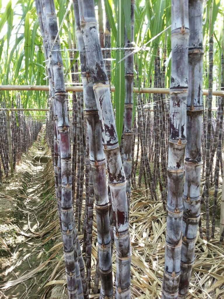 广西黑皮甘蔗带尾