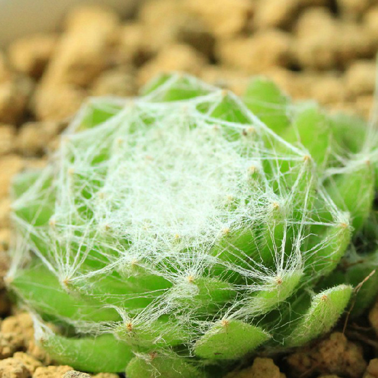 蛛丝卷绢 多肉植物 办公室内盆栽 防辐射 基地直销 量大从优