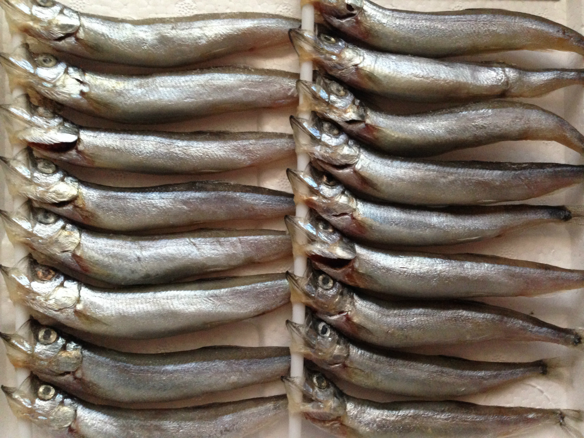 批发供应8尾真空托盘盒装加拿大进口冷冻带仔多春鱼刺身烧烤料理