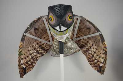 猫头鹰,转头猫头鹰,人面鹰,美国老鹰,欧洲隼,美洲隼