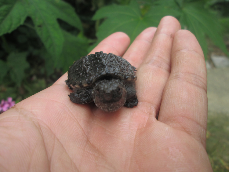 头苗北美小鳄龟 鳄鱼龟 活体乌龟