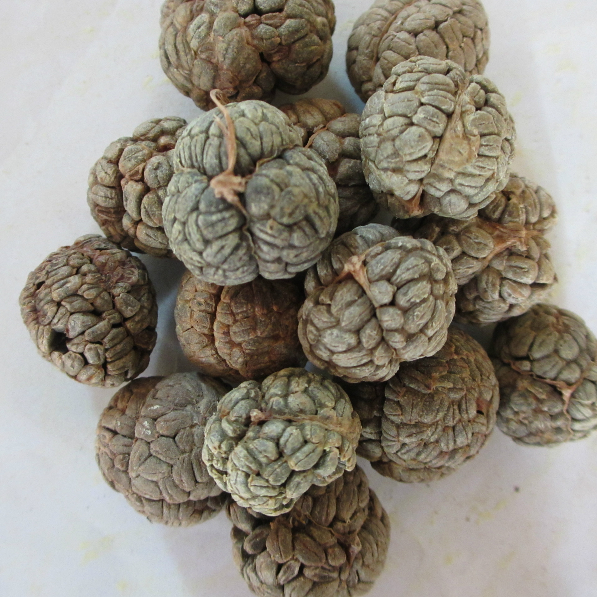 山东希望厂家直销草寇草豆蔻飞雷子质量上乘量大从优