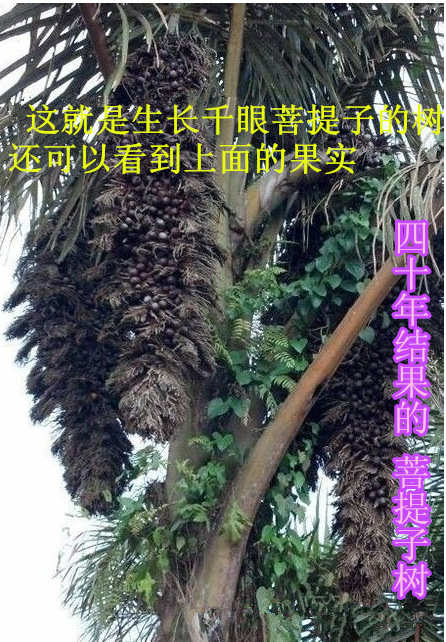 批发千眼菩提 精品通货 非洲进口 一手