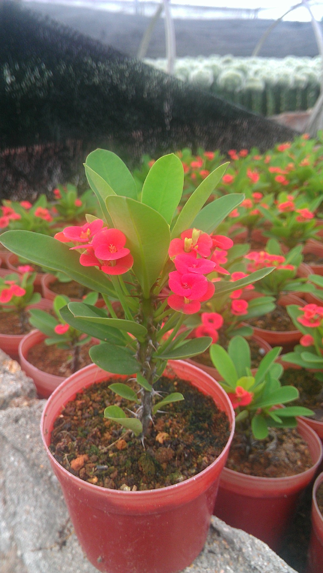 室内桌面盆栽 多肉植物 虎刺梅盆栽苗 迷你防辐射小盆景 四季开花