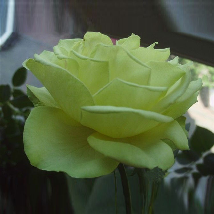 绿云月季 阳台盆栽花卉 基地直销 量大从优