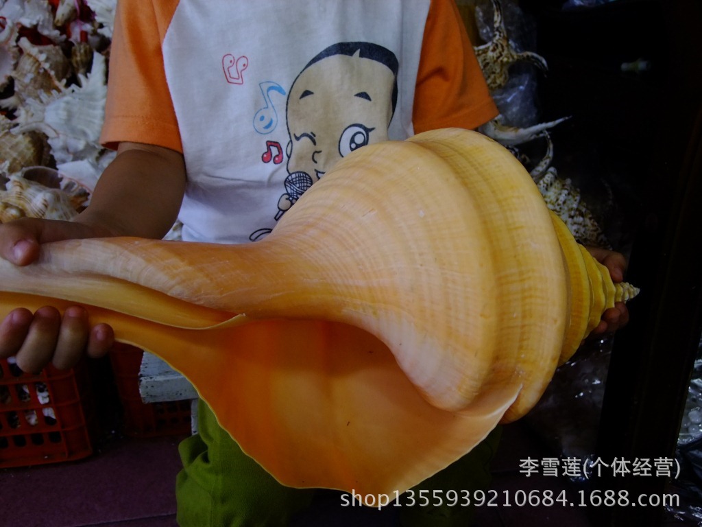 极少见超大40厘米澳洲长香螺法螺天然贝壳海螺听海风的声音