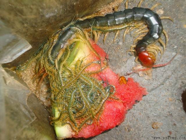 蜈蚣活体5元-10元蜈蚣-中药材原料