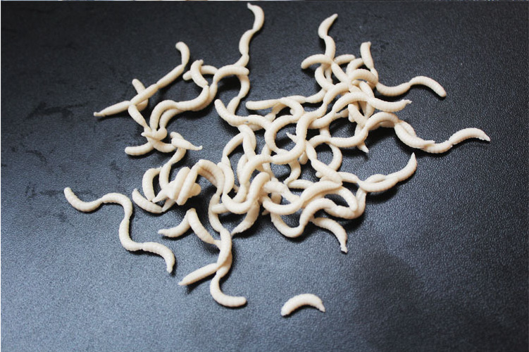 软饵 假鱼饵 鱼饵 软鱼 蛆虫 面包虫 蚯蚓