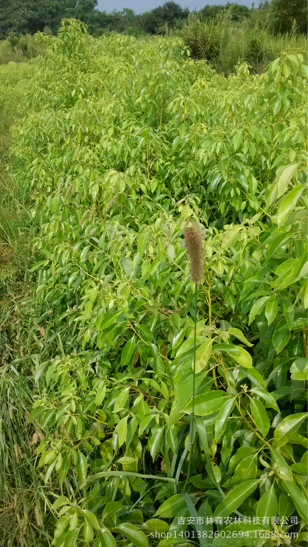 天然冰片右旋龙脑樟树