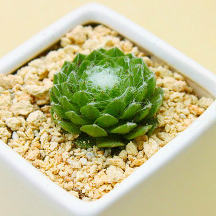 蛛丝卷绢 多肉植物 办公室内盆栽 防辐射 基地直销 量大从优