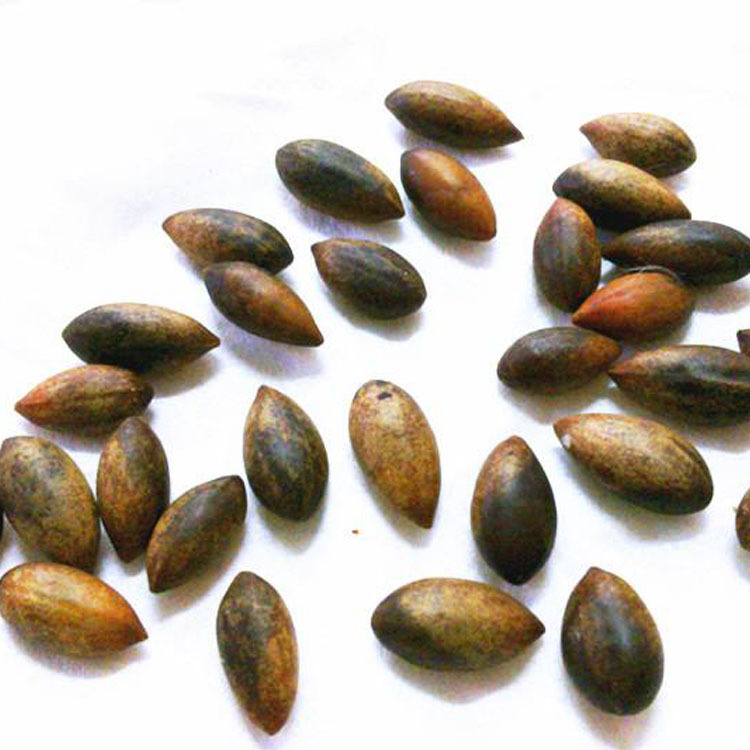 新采桢楠种子 绿化苗木种子 小叶桢楠种子批发 金丝楠木种子价格