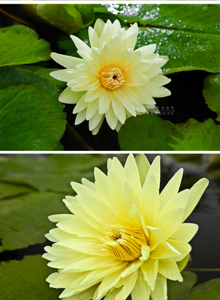 台湾九品香水莲 鲜切花 九色睡莲 馨荷基地批发