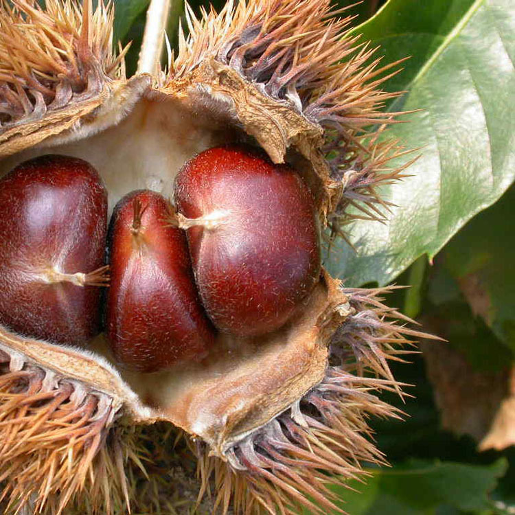 果树苗 全身是宝的板栗 九龙红 果味清甜 3年以上包成活