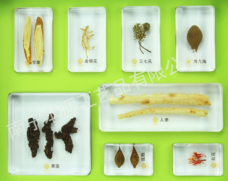 幼教包埋教学标本 1833可以治病的植物 少儿益智教具 植物标本