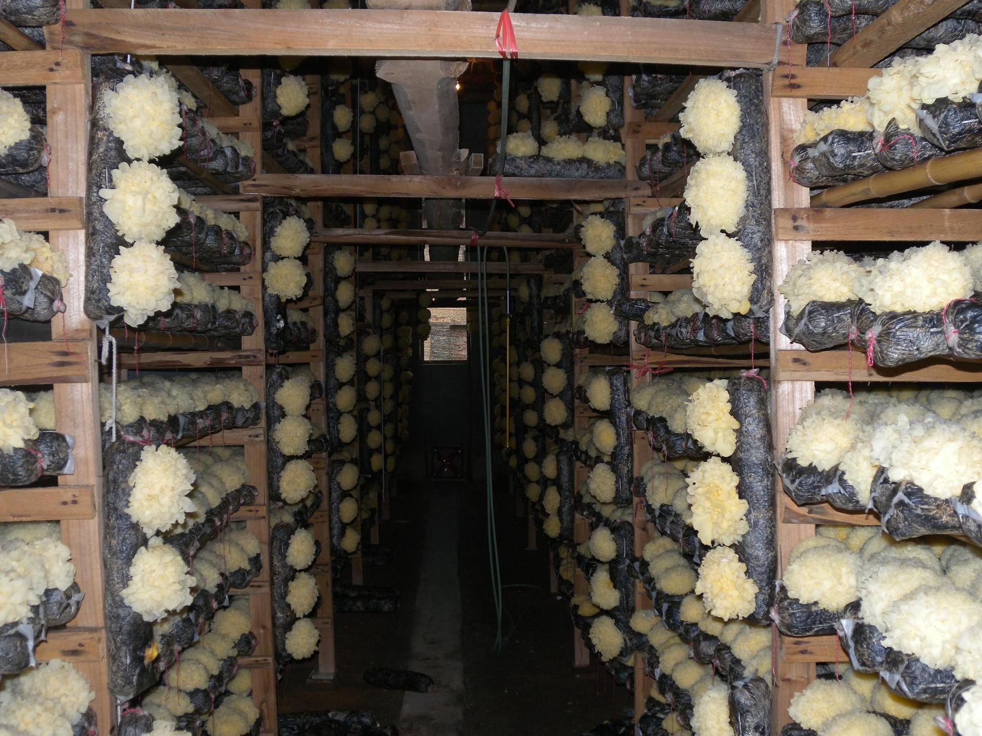 大量古田银耳原产地特价