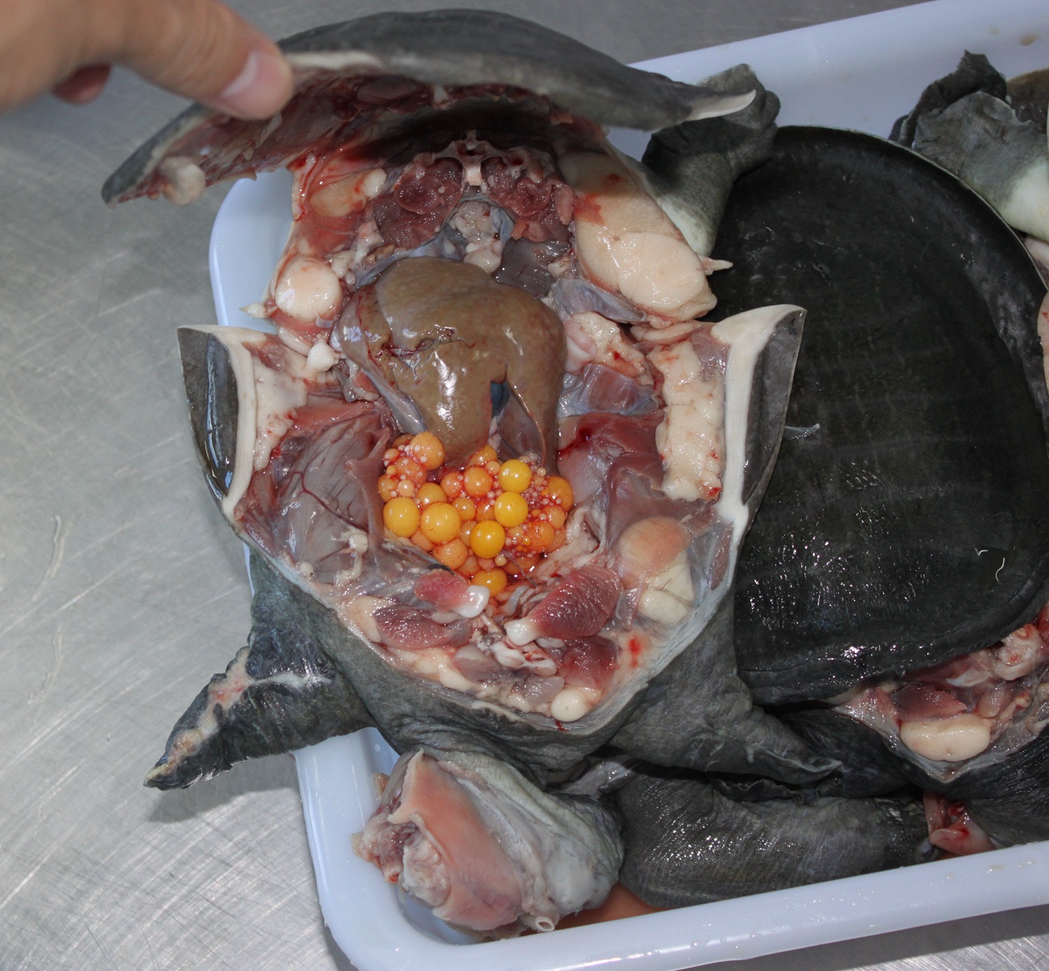 天海园牌速冻分割甲鱼