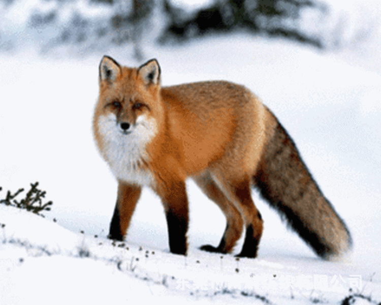 颜色号)c尾和u尾的编号对色)零售(一个色10张)价格加￥30/张,100张起