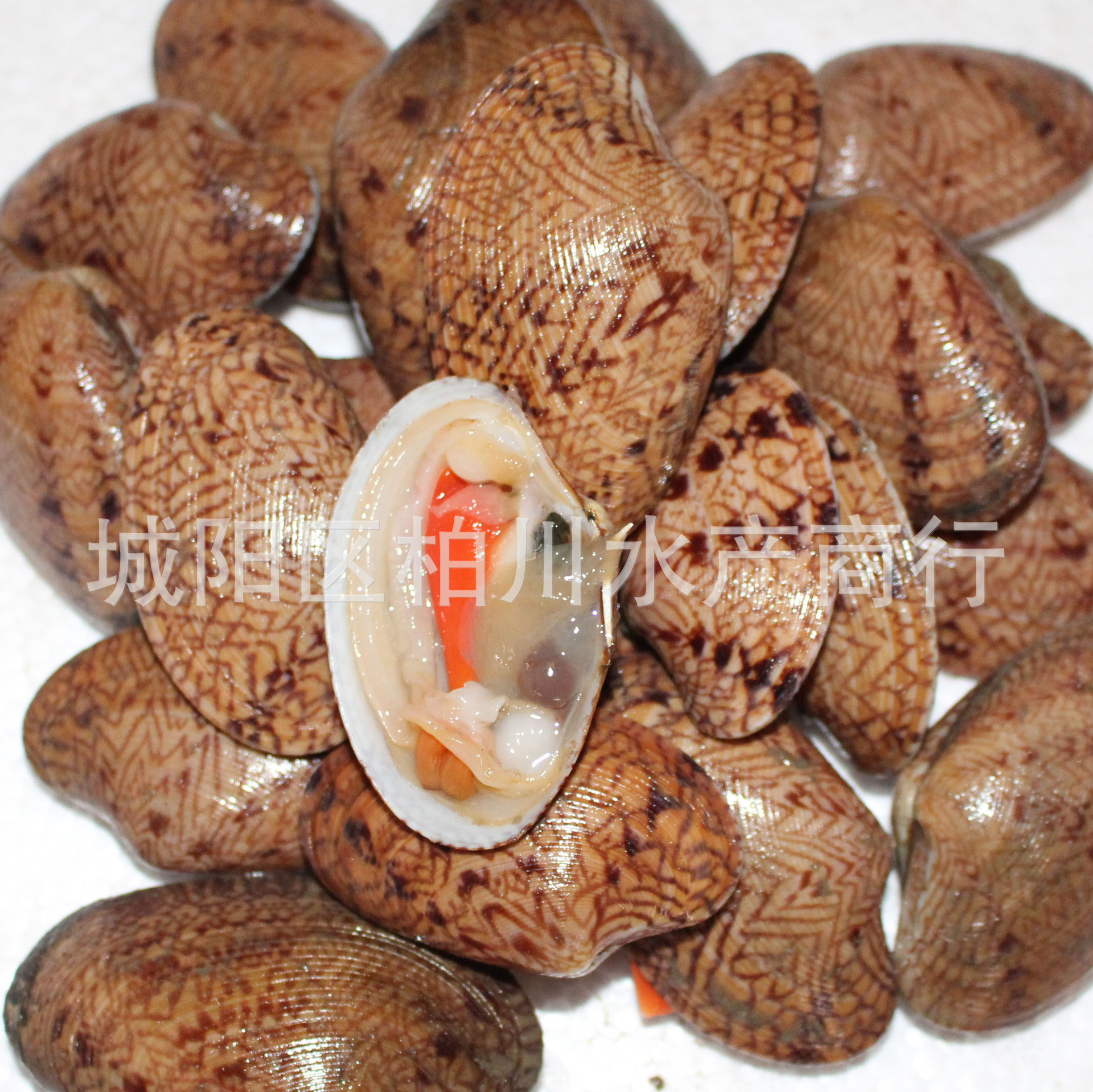 供应鲜活芒果贝,新鲜鸳鸯贝,海鲜水产品批发