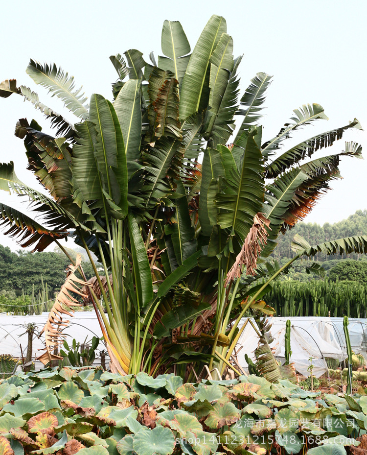 旅人蕉 旅人树 植物苗木批发热带风光 大型热带景观观赏布置展览