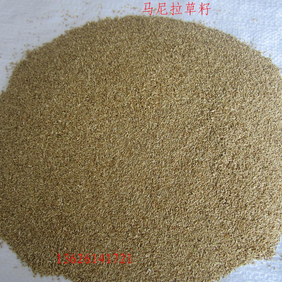 批发各种进口草坪种子:马尼拉 狗牙根种子, 天堂草,矮天堂等