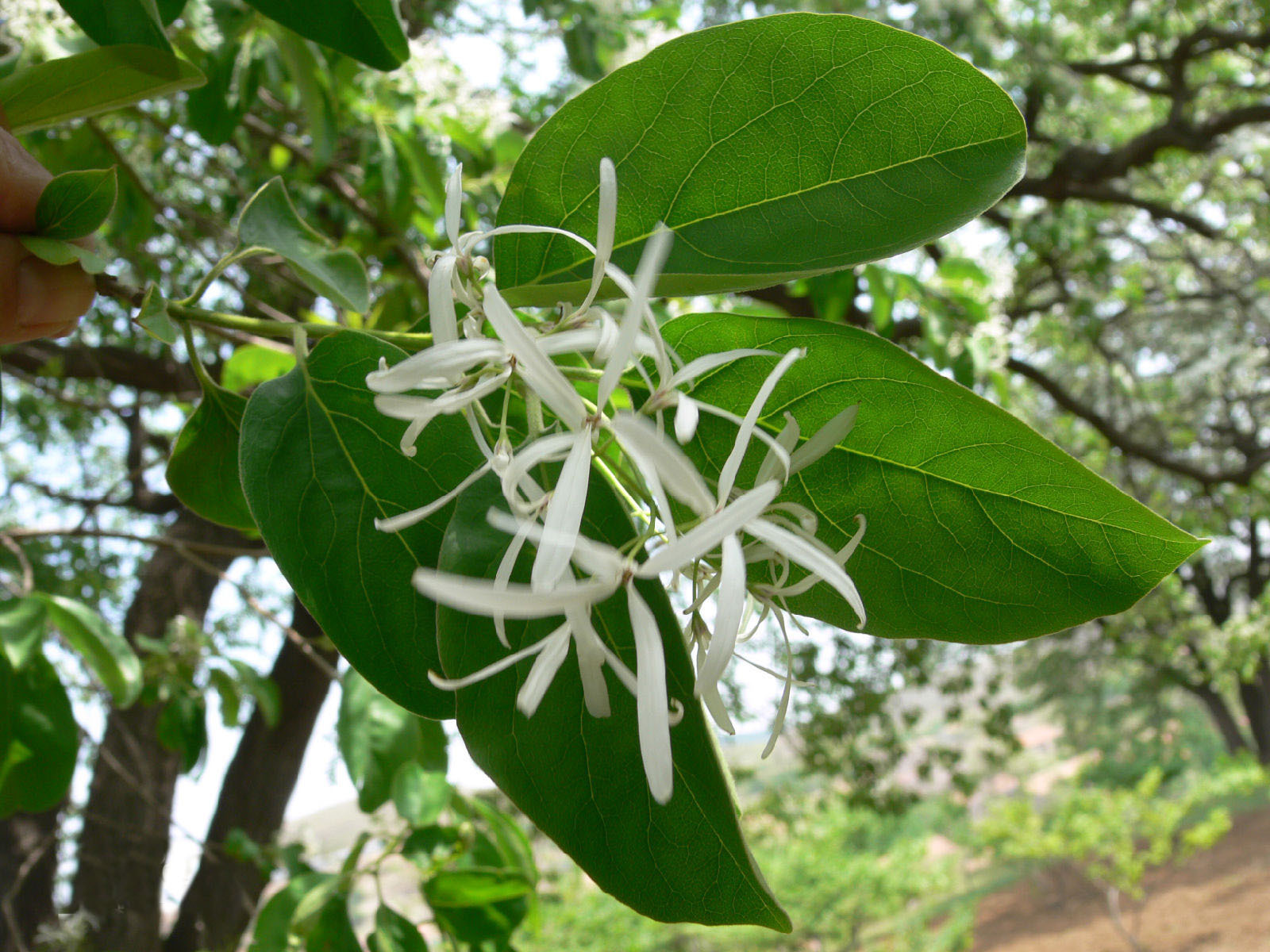 大量供应优质流苏树苗 种苗 流苏苗 园林工程 庭院绿化苗木 乔木