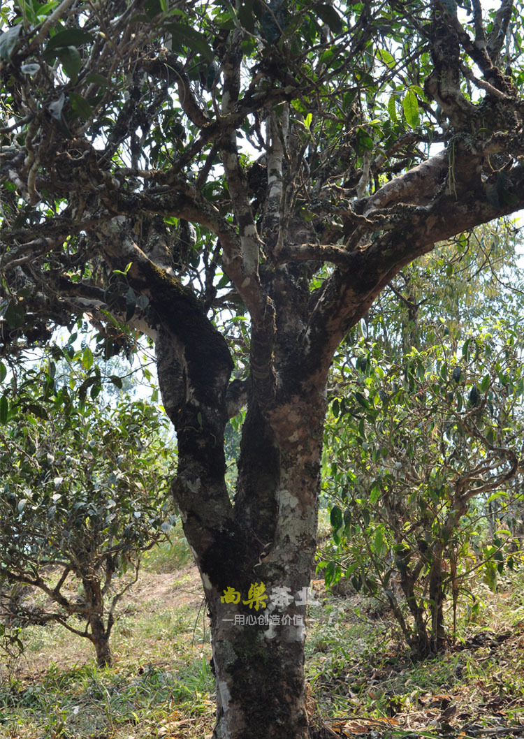 普洱茶 生茶 明前春茶 勐库冰岛古树茶 冰岛老砖 黄金叶 老黄片