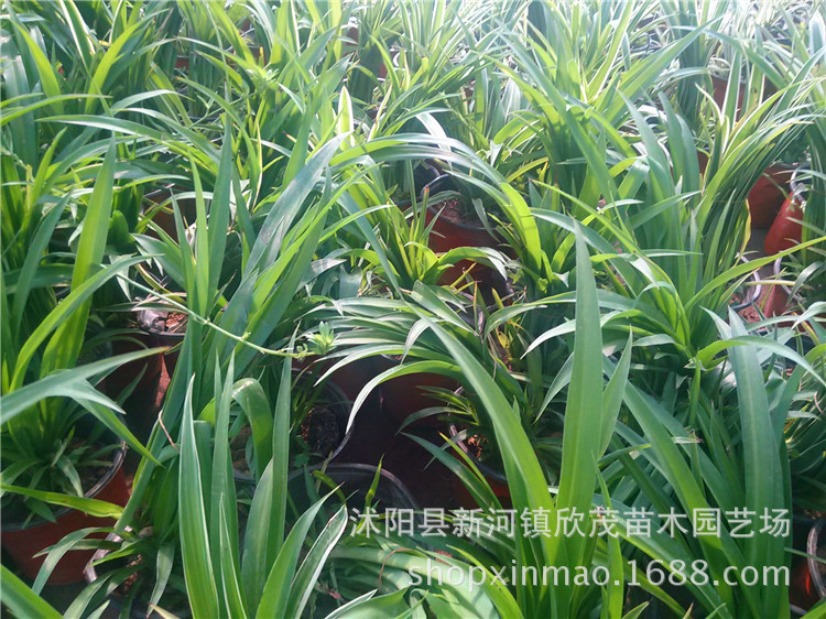 基地供应优质 青叶吊兰 净化空气 可水培花苗低价批发图片