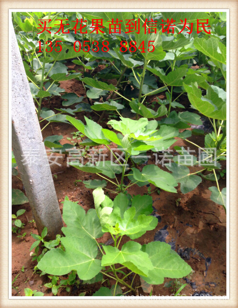 无花果苗