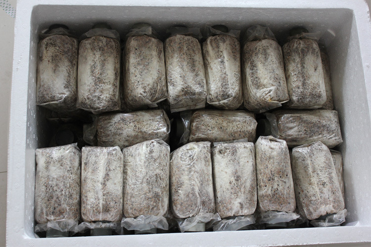 耐高温香菇菌种一线古田食用菌基地实践栽培种高产光面优质三级种