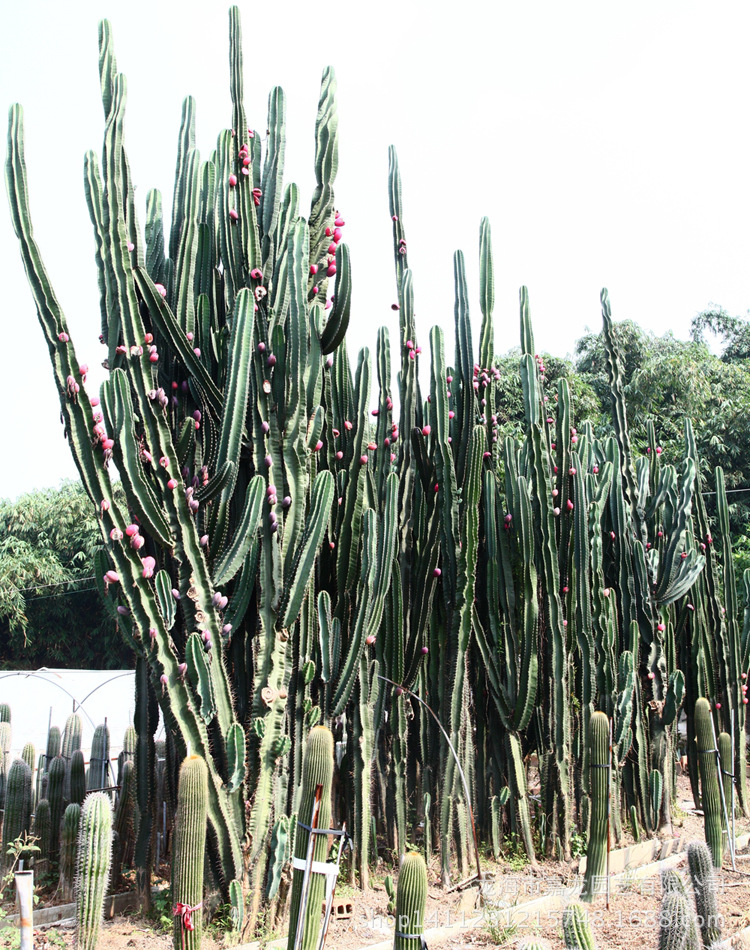 大型沙生植物 铁柱量天尺 天轮柱柱状 进口景观热带北欧风仙人掌