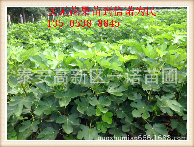无花果苗