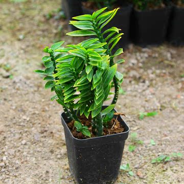 玉蜻蜓 多肉植物迷你办公室防辐射净化空气美化环境小盆栽 不含盆