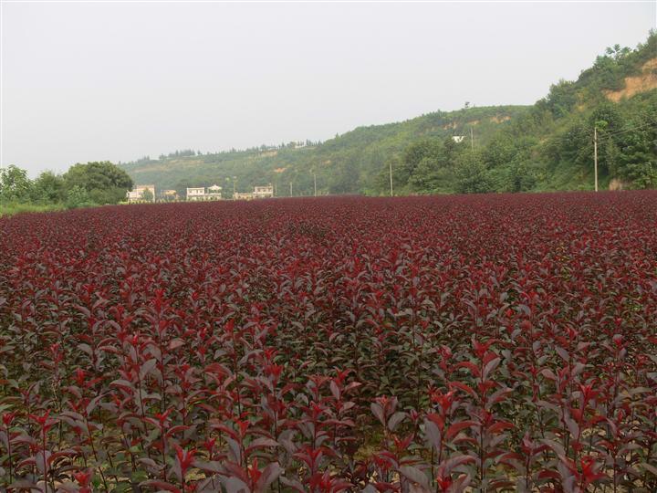 秦皇岛田嘉园林供应营养杯红叶李营养杯太阳李高度1米左右