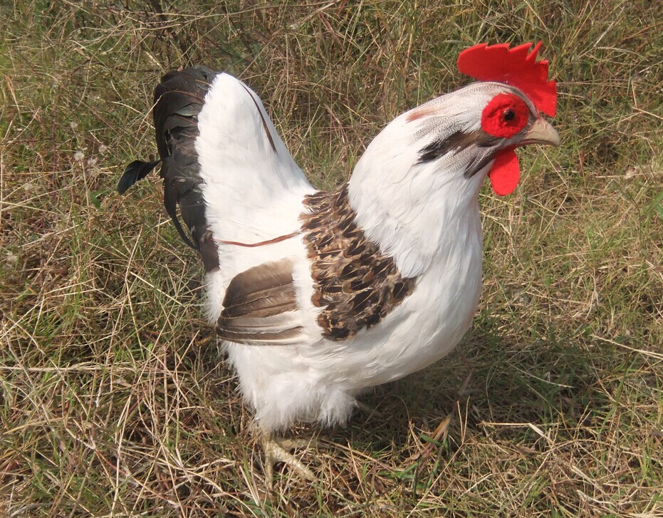 仿真白花公鸡 家居摆件 摄影道具 羽毛手工制作工艺品 教学模型