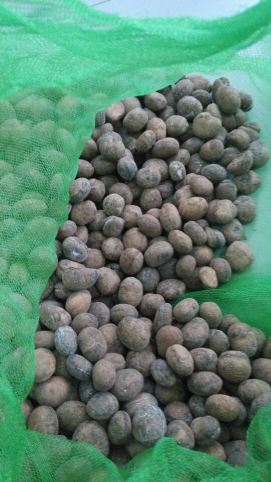 肯布卡/巴西黄皮嘉宝果/树葡萄