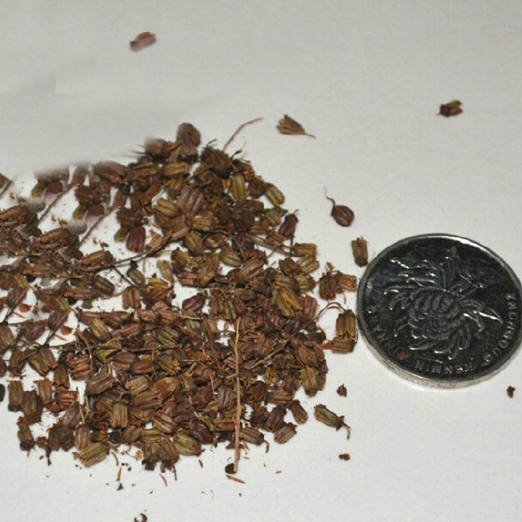 新采种业 新采林木种子 珍珠梅种子 提供种植技术 发绿高芽