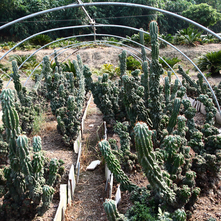 漳州原产地植物批发 大量各种植物 沙生植物 虎头山罗汉山影拳