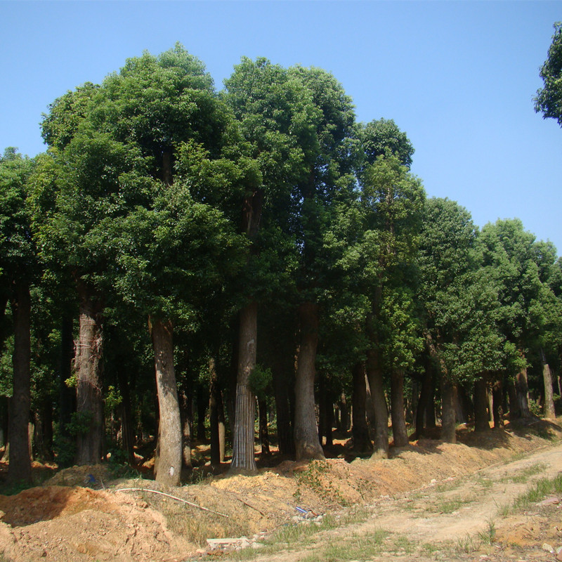 8公分多头香樟多少钱 骨架香樟怎么卖 大苗木场销售多头香樟