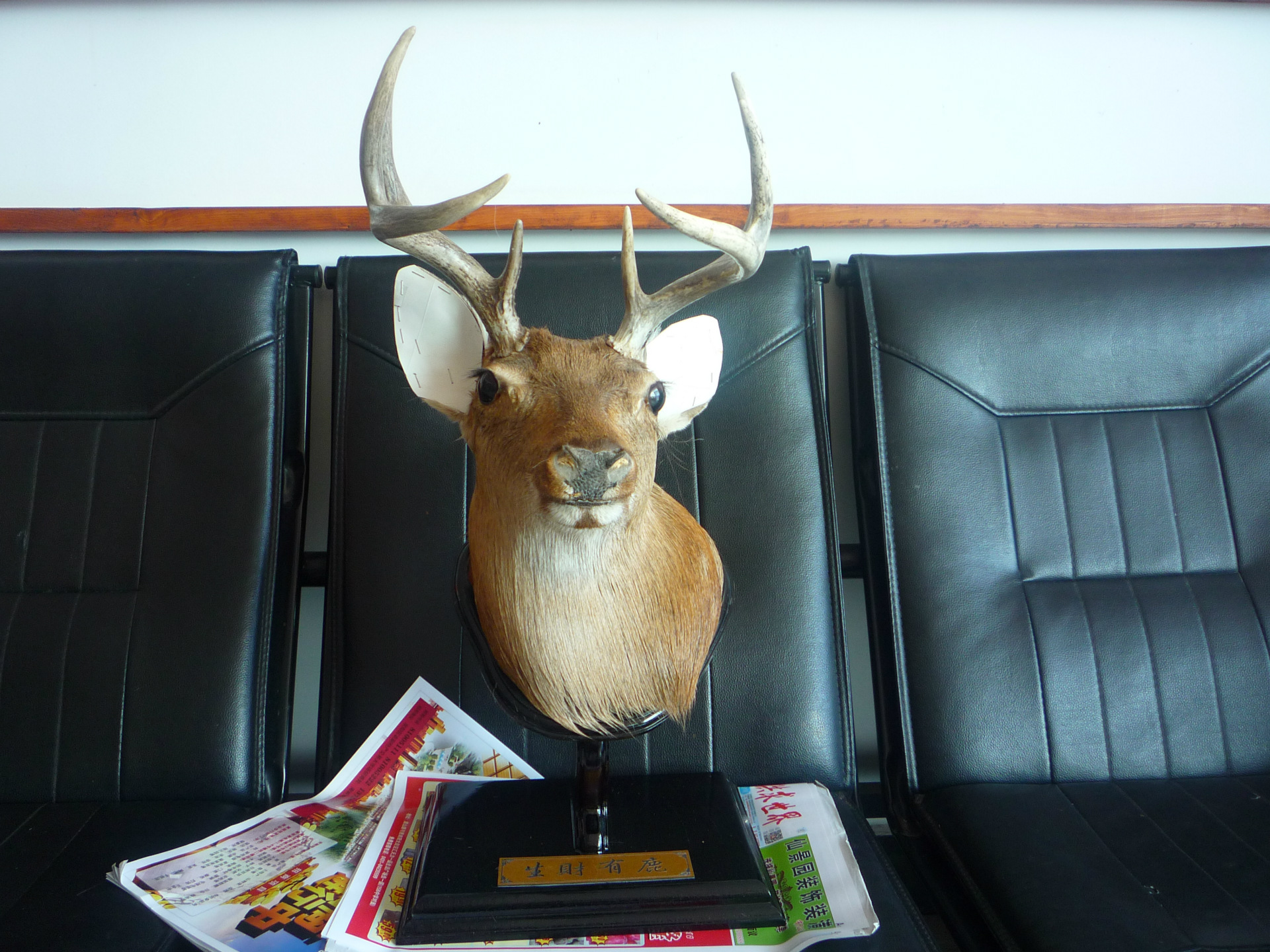鹿头 壁挂家居装饰高档真鹿头标本厂家直销批发